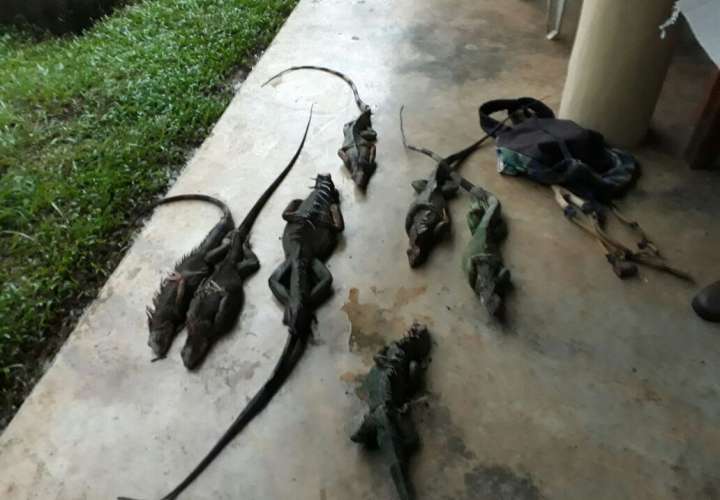 Inician proceso legal  por caza de 7 iguanas