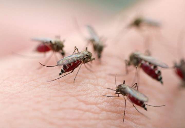 OMS:Panamá registró incrementos de casos de malaria menos pronunciados