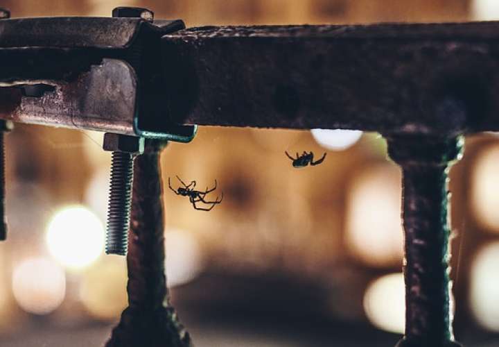¿Qué haría si su casa fuera infestada por decenas de mortales arañas?  /  Foto: Ilustrativa - Pixabay