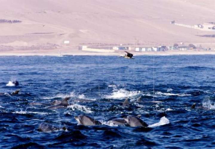Delfines de turístico archipiélago panameño están en peligro de extinción