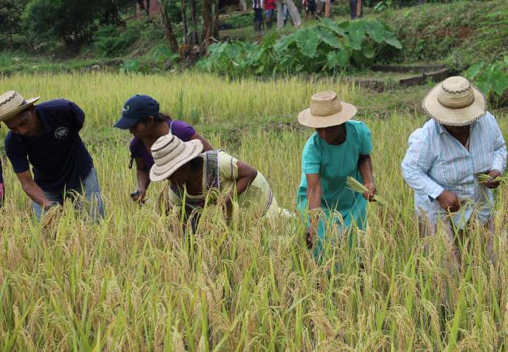 Pequeños productores de arroz de Veraguas aprenden técnicas vietnamitas
