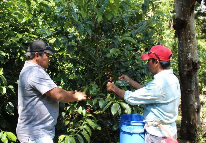 Indígenas brindan aporte para la calidad del mejor café del mundo