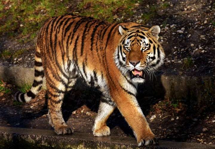 Los tigres de Sumatra son una subespecie de tigres en peligro de extinción. / Foto: Ilustrativa Pixabay