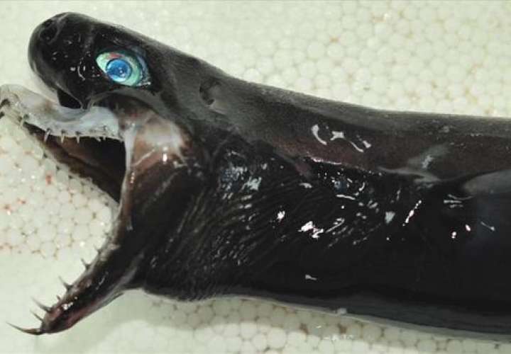 Terroríficos "tiburones víbora" aparecen en costas de Taiwán