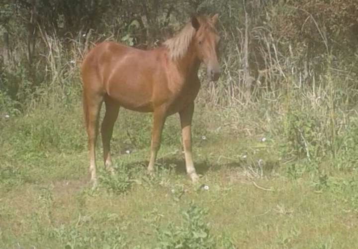 Recuperan caballo robado en Herrera