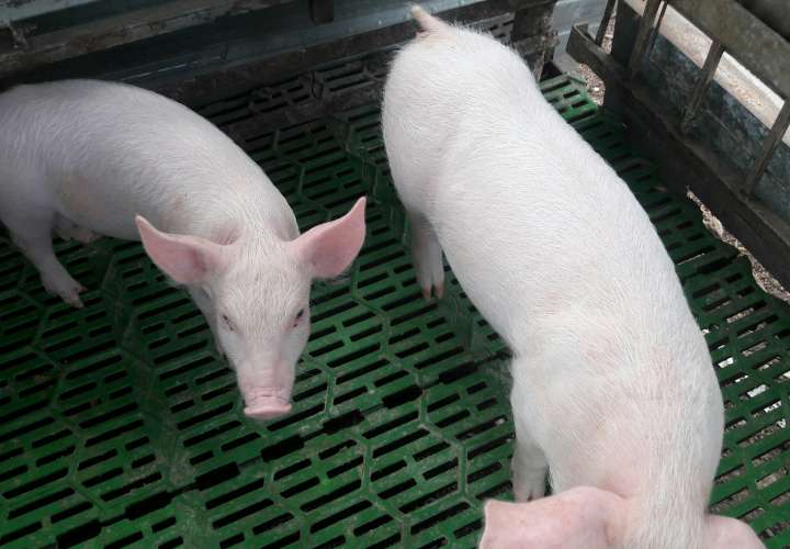 Continúan los problemas con empresas porcinas en Macaracas