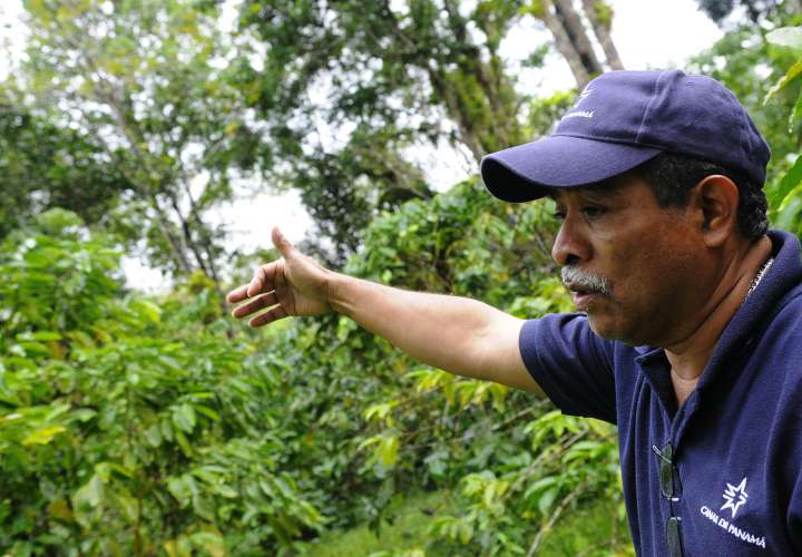 El café, solución inesperada para preservar el Canal de Panamá