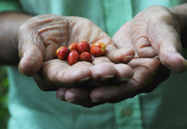 El café, solución inesperada para preservar el Canal de Panamá