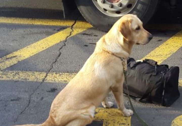 ‘Perro’ de Senafront detecta droga 