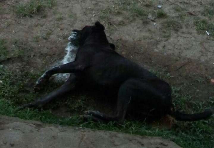 Matanza de perros en Veraguas