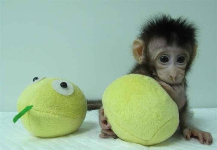 Estos primates, dos macacos de cola larga, fueron creados mediante una transferencia nuclear de células somáticas, es decir, a partir de células del tejido de un primate macaco adulto. EFE/Cortesía de Qiang Sun &amp; Mu-ming Poo/Academia de Ciencias China