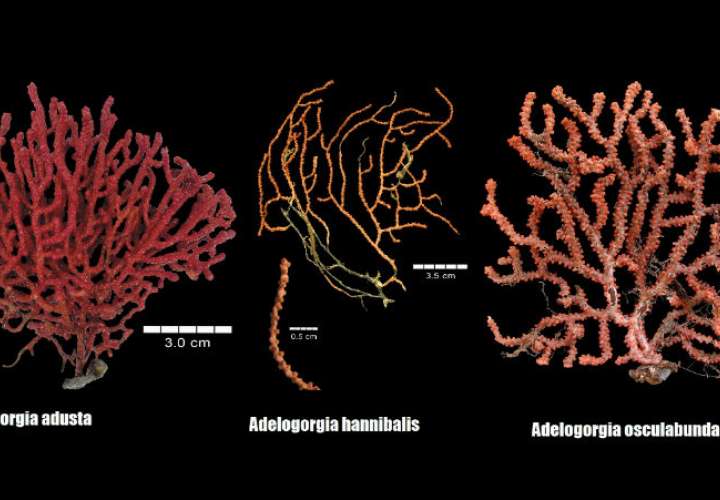Estas tres nuevas especies completarán así las guía de corales blandos que el biólogo marino Frederick Merkle Bayer (1921-2007) elaboró en los años 50 del pasado siglo. Foto: Cortesía Stri