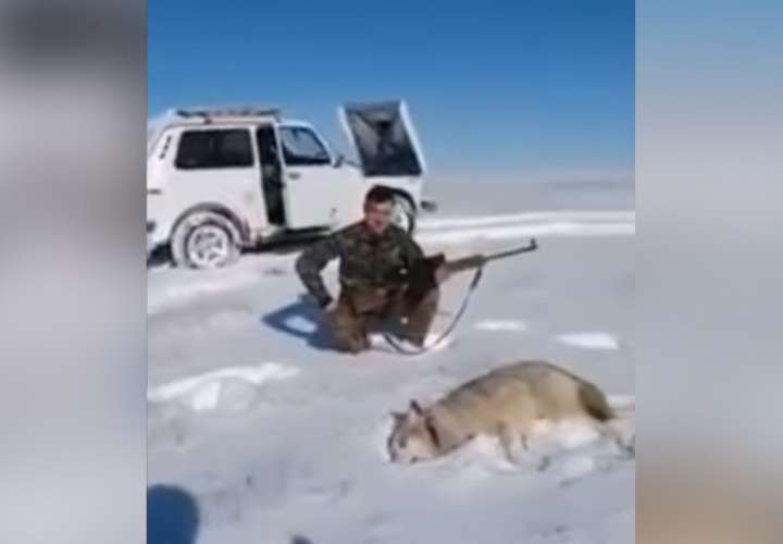 El animal sacó fuerzas de donde no tenía para defenderse.  Captura de video: RT en Español