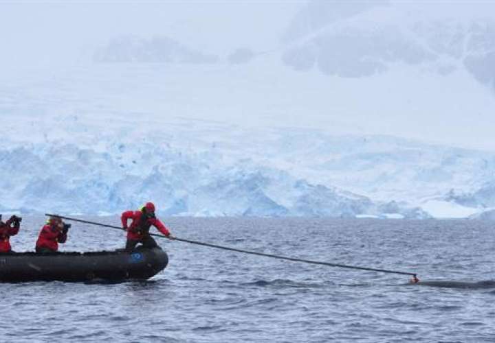 Investigadores de un proyecto estadounidense y australiano de estudio de los hábitos de las ballenas, que adhieren una cámara de video digital a una ballena minke (Balaenoptera bonaerensis) en la Antártida. EFE