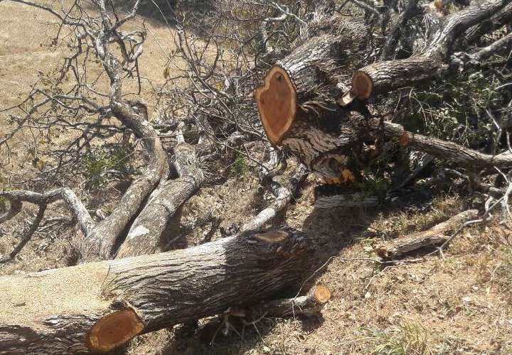 Retienen madera talada sin autorización en Herrera
