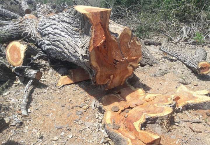 Retienen madera talada sin autorización en Herrera