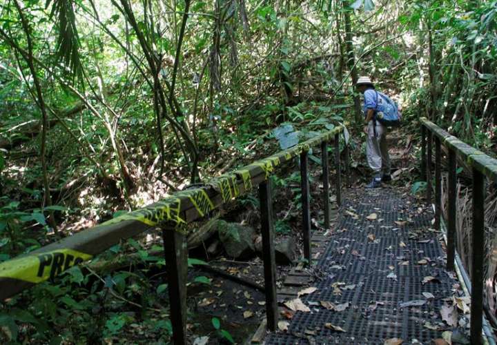 Guía turística explica la importancia de la conservación en un sendero en Barro Colorado, una isla localizada en el lago Gatún del Canal de Panamá (Panamá). EFE