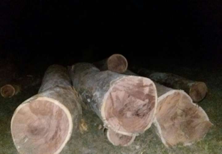 Retienen 42 tucas de madera ilegal en Chepo