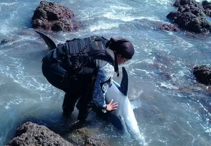 Policías rescatan a delfín varado en playa de Pedasí