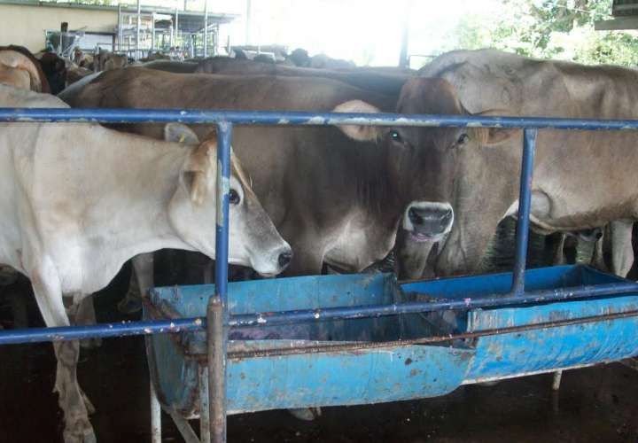 Los productores de leche se quejan