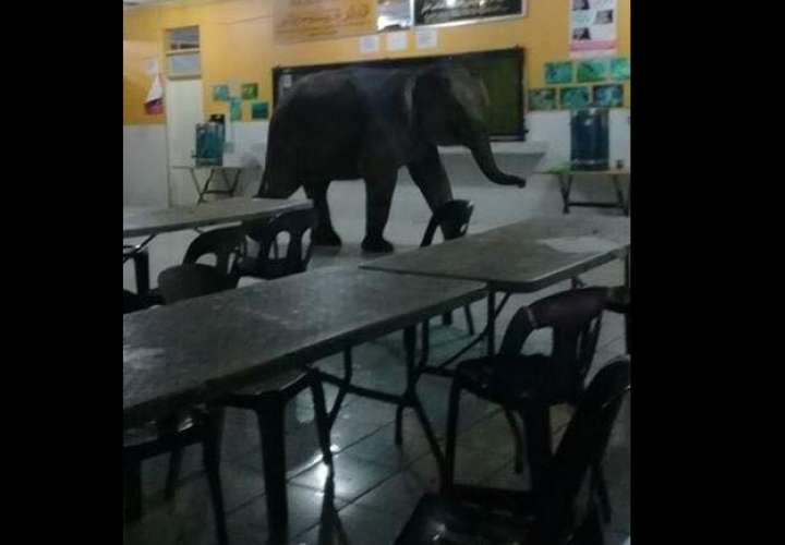 Vista general del elefante dentro del aula. Captura de video Policía de Sabah. 