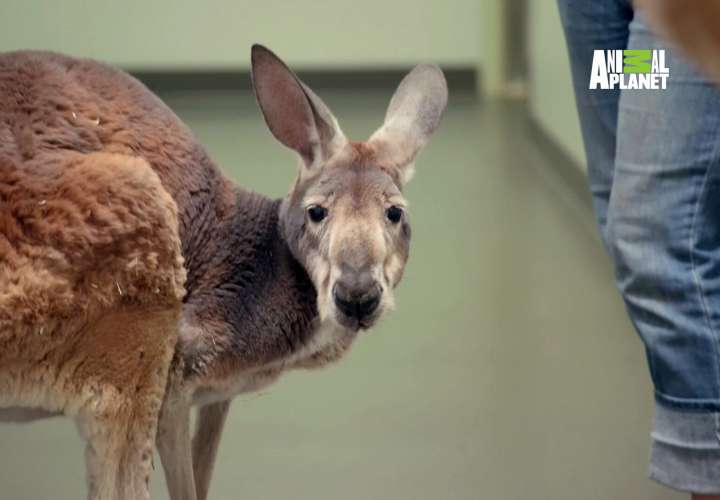 El marsupial tiene casi 15 años y se llama Dave. Foto: AP