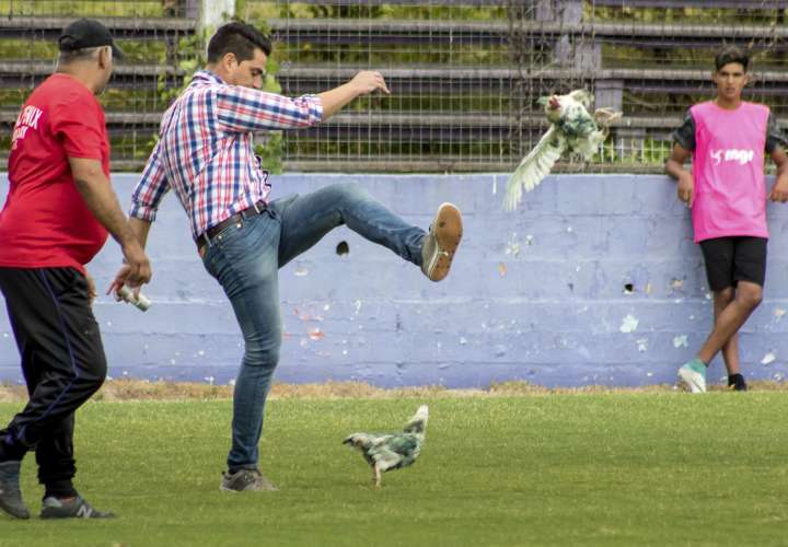 Momento en que Gaston Alegari patea una gallina que fue lanzada a la cancha. Foto: AP
