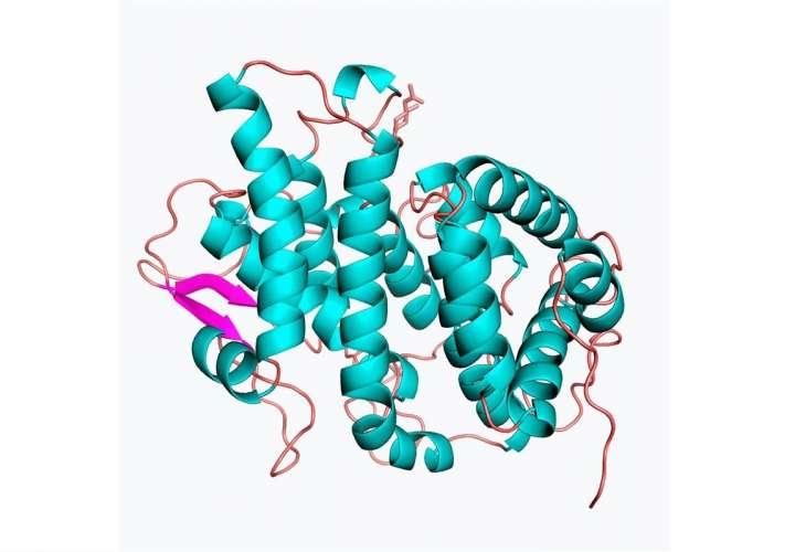 Científicos australianos revelaron la estructura de esta proteína creando una imagen tridimensional, mediante cristalografía de rayos X y equipos sofisticados, lo que permitió descubrir una estructura única que se parece a pliegues de cabello rizado. EFE