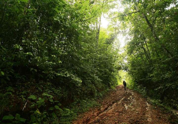 na parte del bosque tropical del parque La Cangreja es visto en esa reserva ubicada a 80 kilómetros de San José (Costa Rica). EFE Archivo