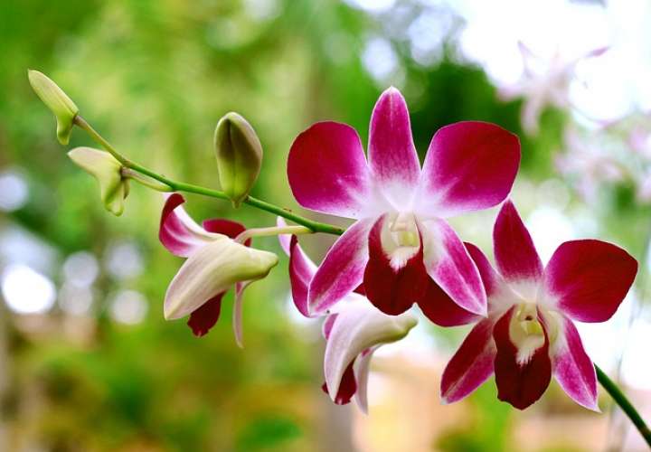 Orquídea. Foto: Pixabay