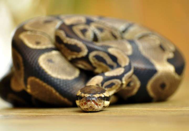 Serpiente pitón. Foto: Pixabay Ilustrativa
