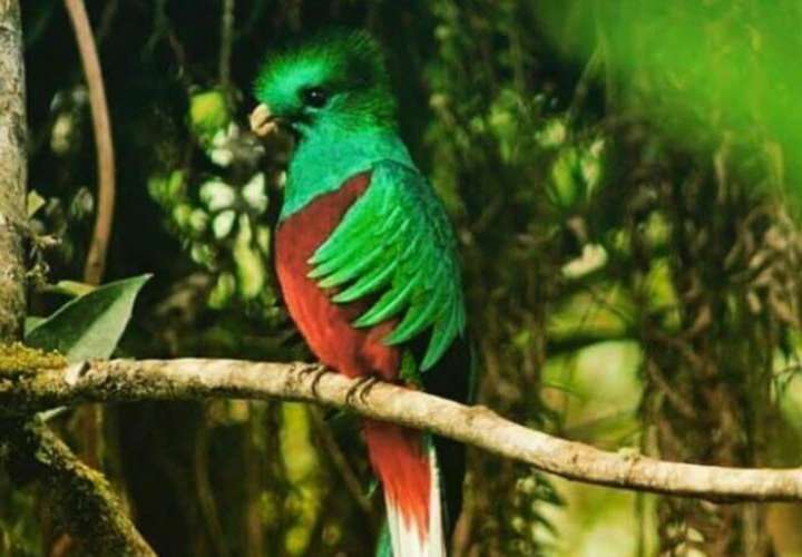 Panamá se prepara para mostrar su riqueza de aves 