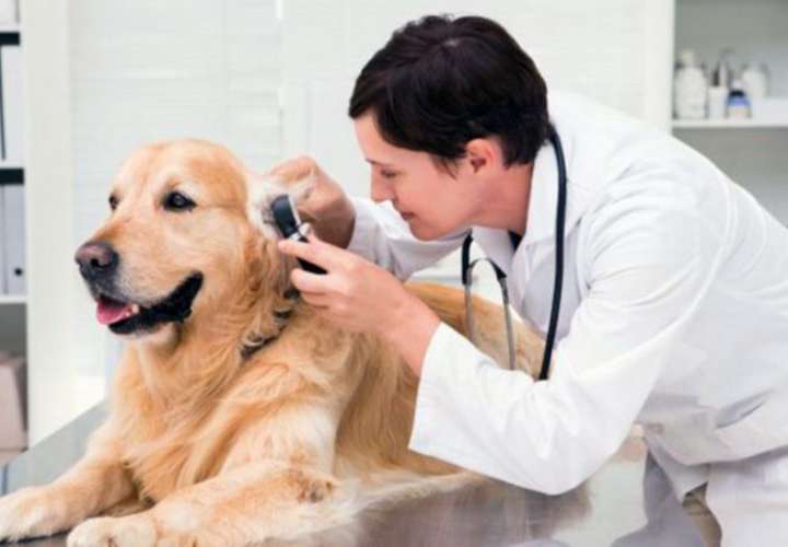Ejecutivo veta aumento salarial a veterinarios