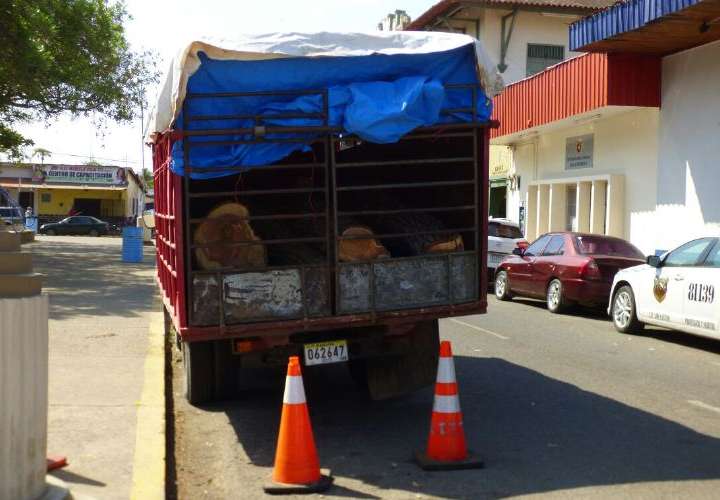 Decomisan tucas de kira en Los Santos