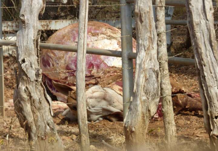 Sacrificio ilegal de un toro en finca herrerana
