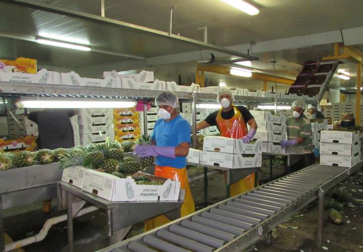 Agroexportadores de piña piden abrir nuevos mercados