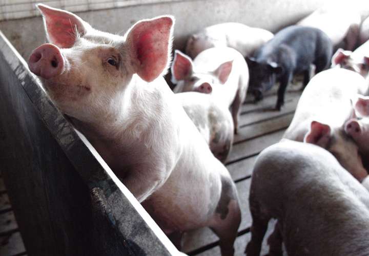 Aumenta en mayo el sacrificio de ganado vacuno y porcino en Panamá