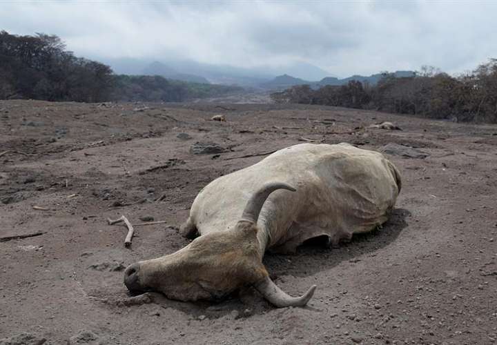 Varios animales yacen muertos en un camino que conduce a San Miguel de Los Lotes, una aldea integrada a la ciudad de Escuintla (Guatemala) el 7 de junio de 2018. EFE