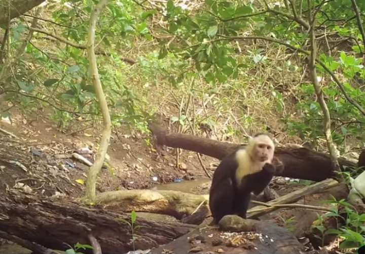 Investigan a monos de Panamá 