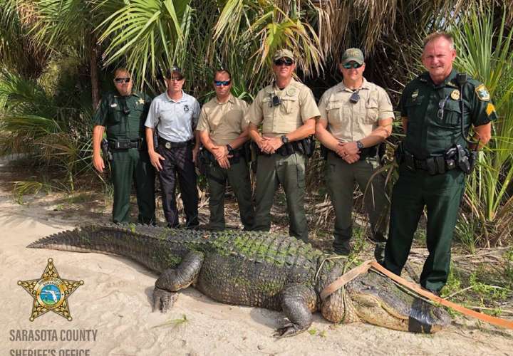 Los oficiales de MyFWC están aliviados hoy después de capturar este cocodrilo del parque shamrock en Venecia. Foto: Sarasota County (FL) Sheriff's Office