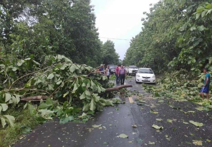 Ráfagas de vientos tumban 200 árboles en Veraguas 