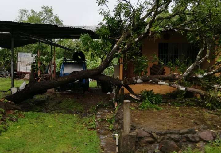 Mal tiempo tumba árboles y afecta varias casas en Veraguas  