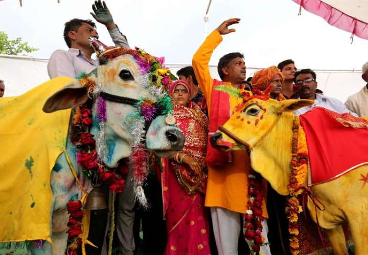 Varias indios participan en la ceremonia de casamiento entre una vaca y un toro en Kalara, en la ciudad de Bhopal (India), hoy, 16 de julio de 2018. Los habitantes de esta región creen que este ritual hindú traerá lluvias. EFE