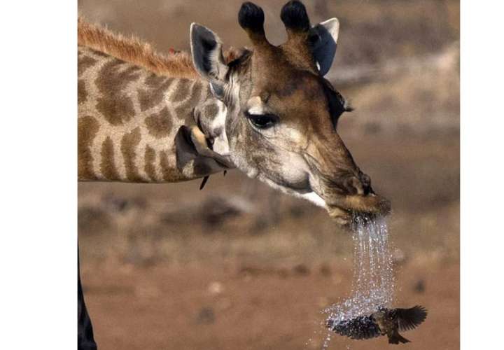 Foto de jirafa escupiendo a un ave se viraliza 