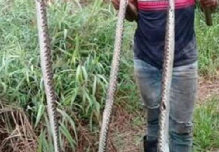 Serpientes causan temor en Gariché 
