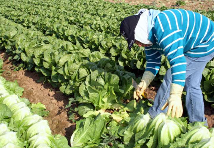 Tecnologías innovadoras ayudan a agricultores a afrontar