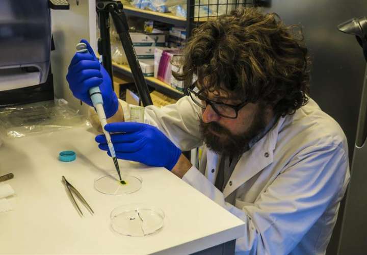 El científico chileno Tomás Egaña enseña una muestra de microalgas utilizadas en una investigación de la Universidad Católica en Santiago (Chile). EFE