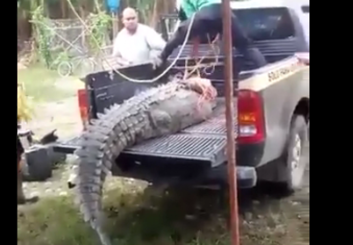 Capturan a enorme cocodrilo que merodeaba finca bananera en Bocas
