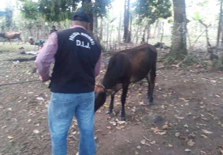 Recuperan ganado hurtado en Chiriquí