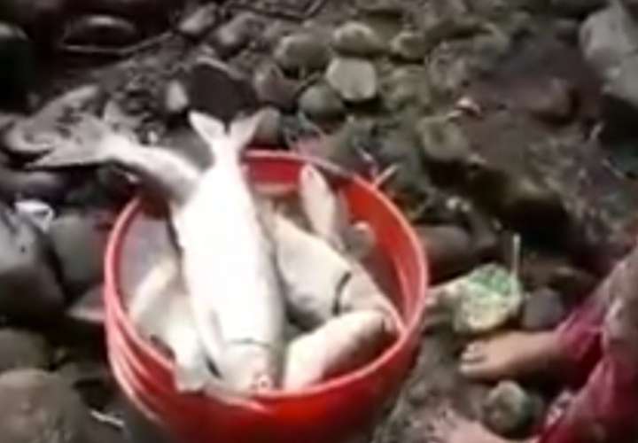 Mortandad de peces en Alanje